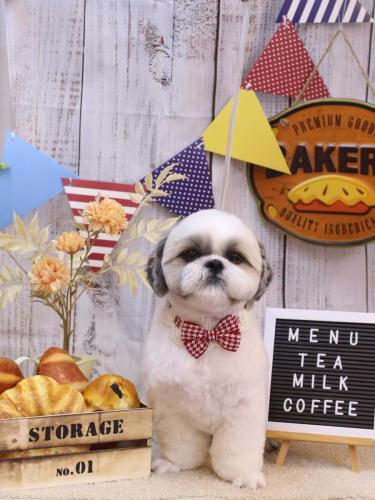 20240908みたらしちゃん